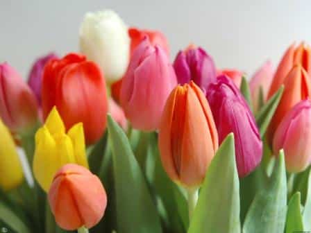 Junho é o mês das tulipas