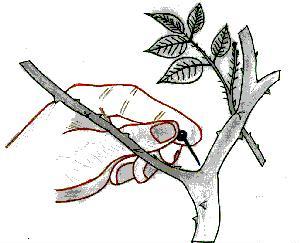 Seu Jardim Saudável e Bonito com Acupuntura Vegetal