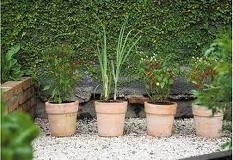 Jardim-Farmácia; Beleza e Funcionalidade