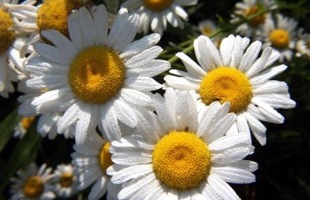 Margaridas no jardim