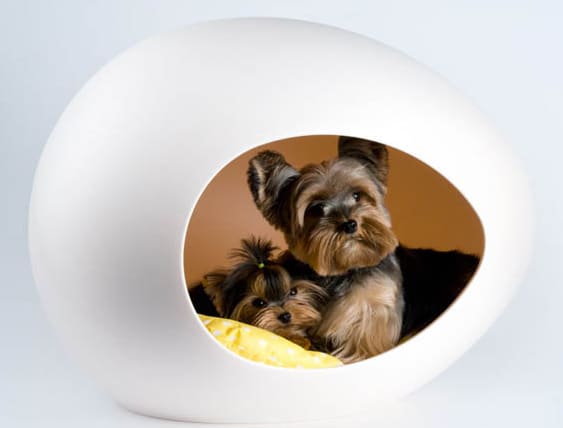 Design Animal