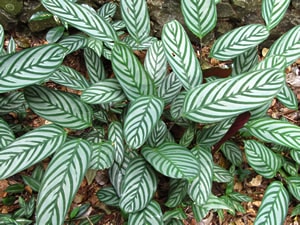 Jardinagem: Maranta-cinza