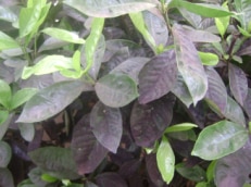 Como prevenir as pragas no jardim