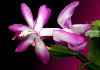 Flor de Maio
