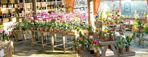 Exposição de Orquídeas & Paisagismo