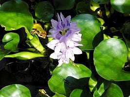 Plantas Flutuantes