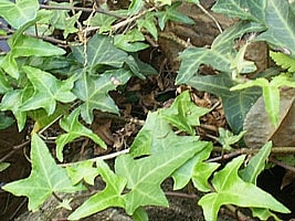 Trepadeiras Perenes: Heras