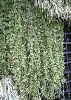 Jardim vertical