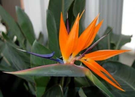 Para o jardim tropical