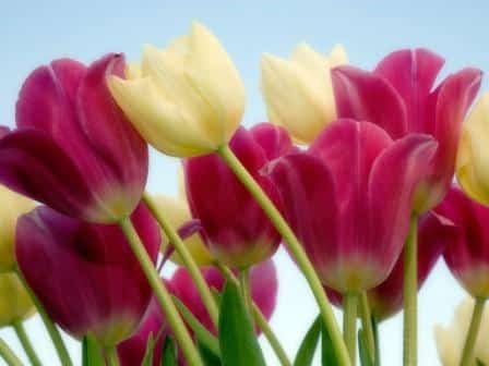 A beleza das tulipas