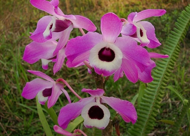 Orquídea Olho-de-boneca