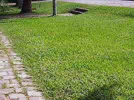 Tipos de grama para jardim