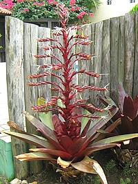 Bromélia Imperial