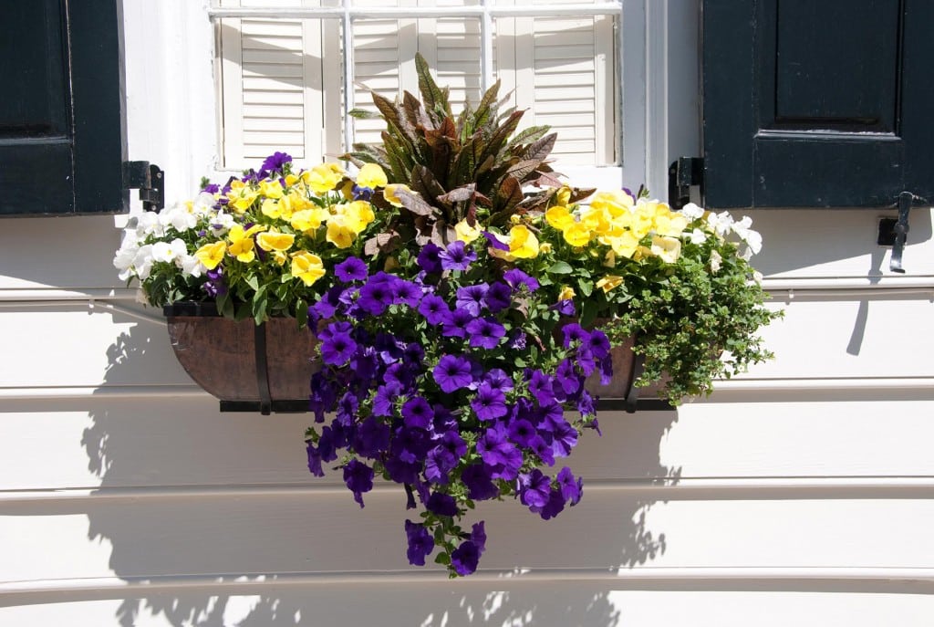 Jardineiras: cuidados para deixá-las lindas o ano inteiro