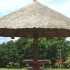 Jardinagem: Maranta-cinza